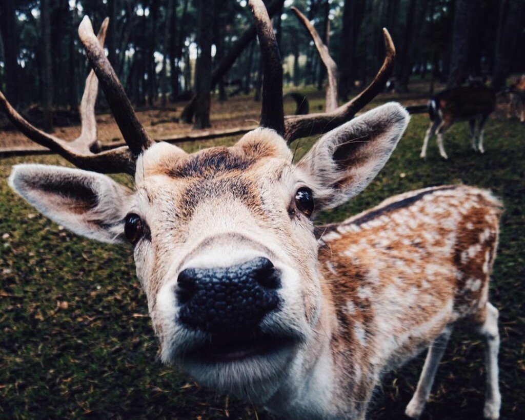 cute animal watching with lenifromtheblog germanblogger wildfreigehege hirsch damwild