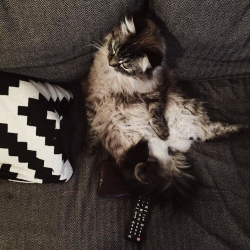 current mood afterfashionweek nevamasquerade siberiancat couchpotato netflixandchill